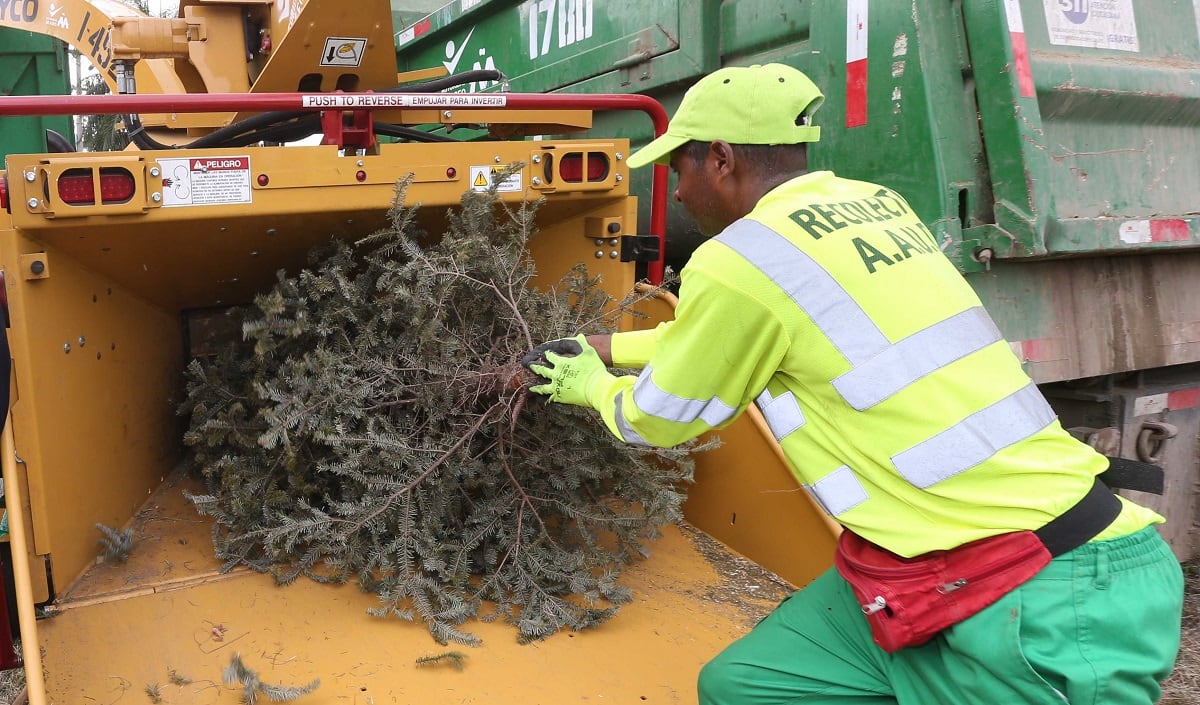 Estos son los puntos habilitados para recolección de arbolitos en ciudad capital, Arraiján y La Chorrera