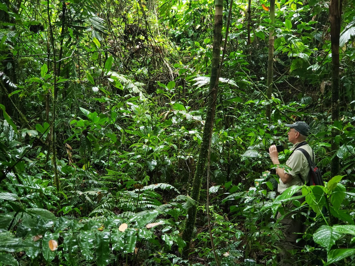 Plataformas que te ayudan a contar e identificar los pájaros que hay en Panamá 