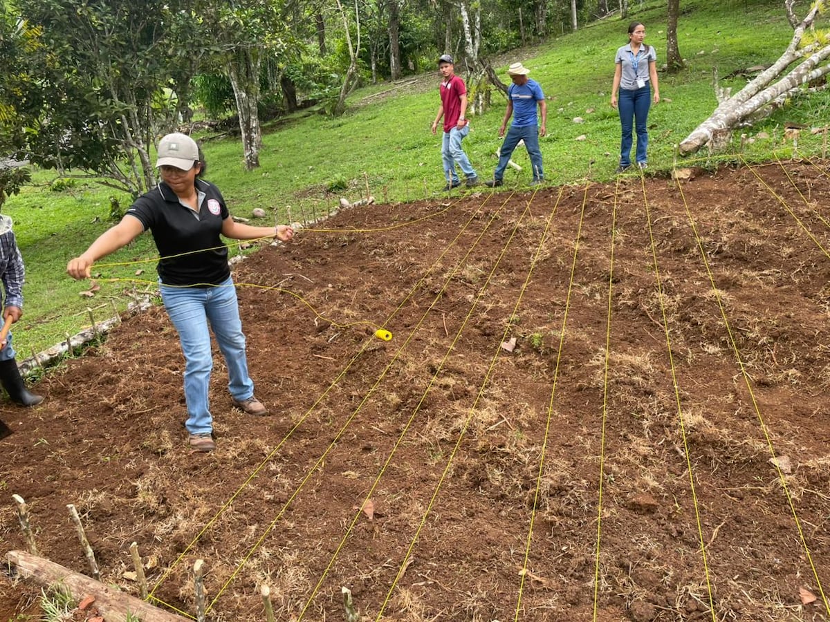 Productores y estudiantes practican cultivo sostenible de arroz en Las Varitas de Tambo