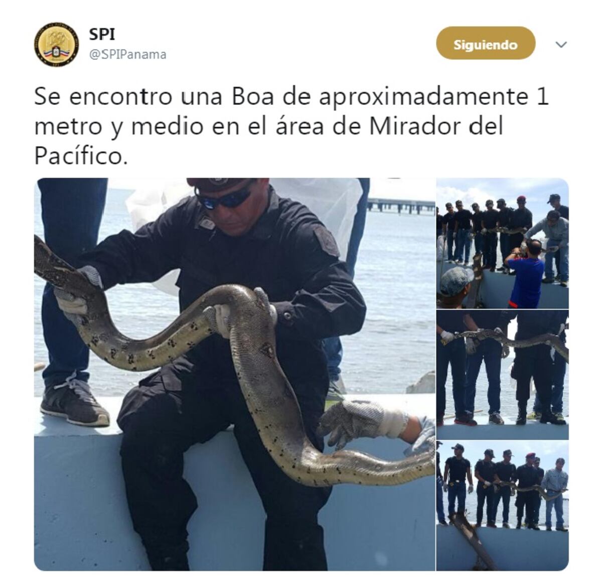 Revuelo. Una enorme serpiente se paseaba en la Cinta Costera. La capturan. Video