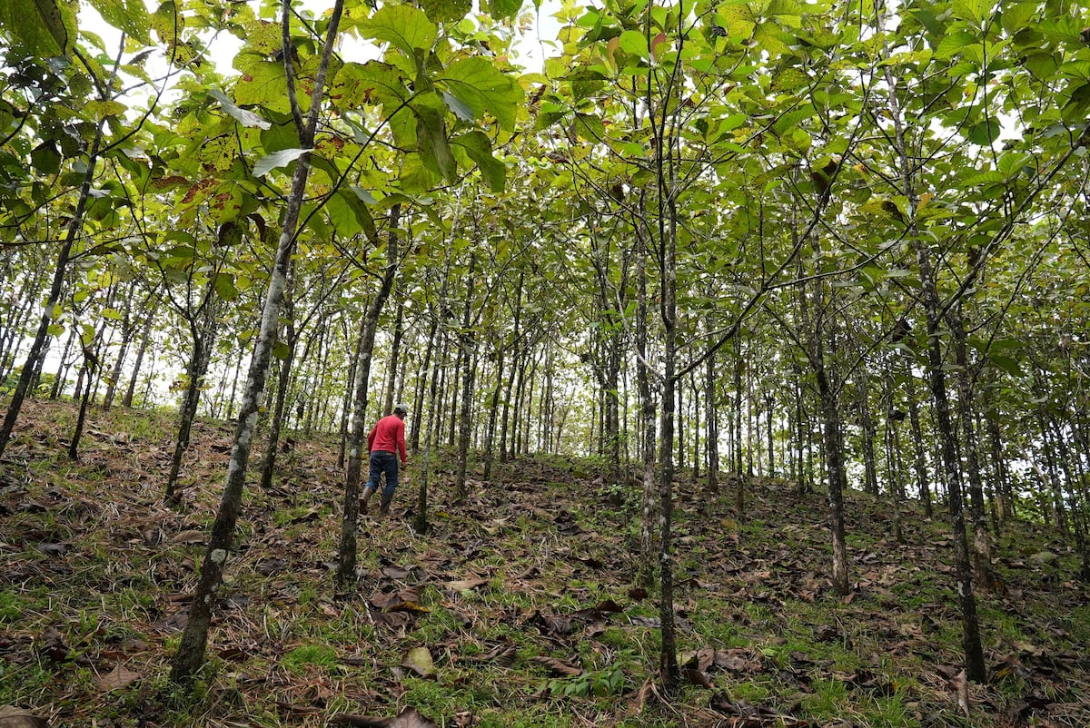 Experimento de la Cuenca del Canal de Panamá será presentado en congreso mundial