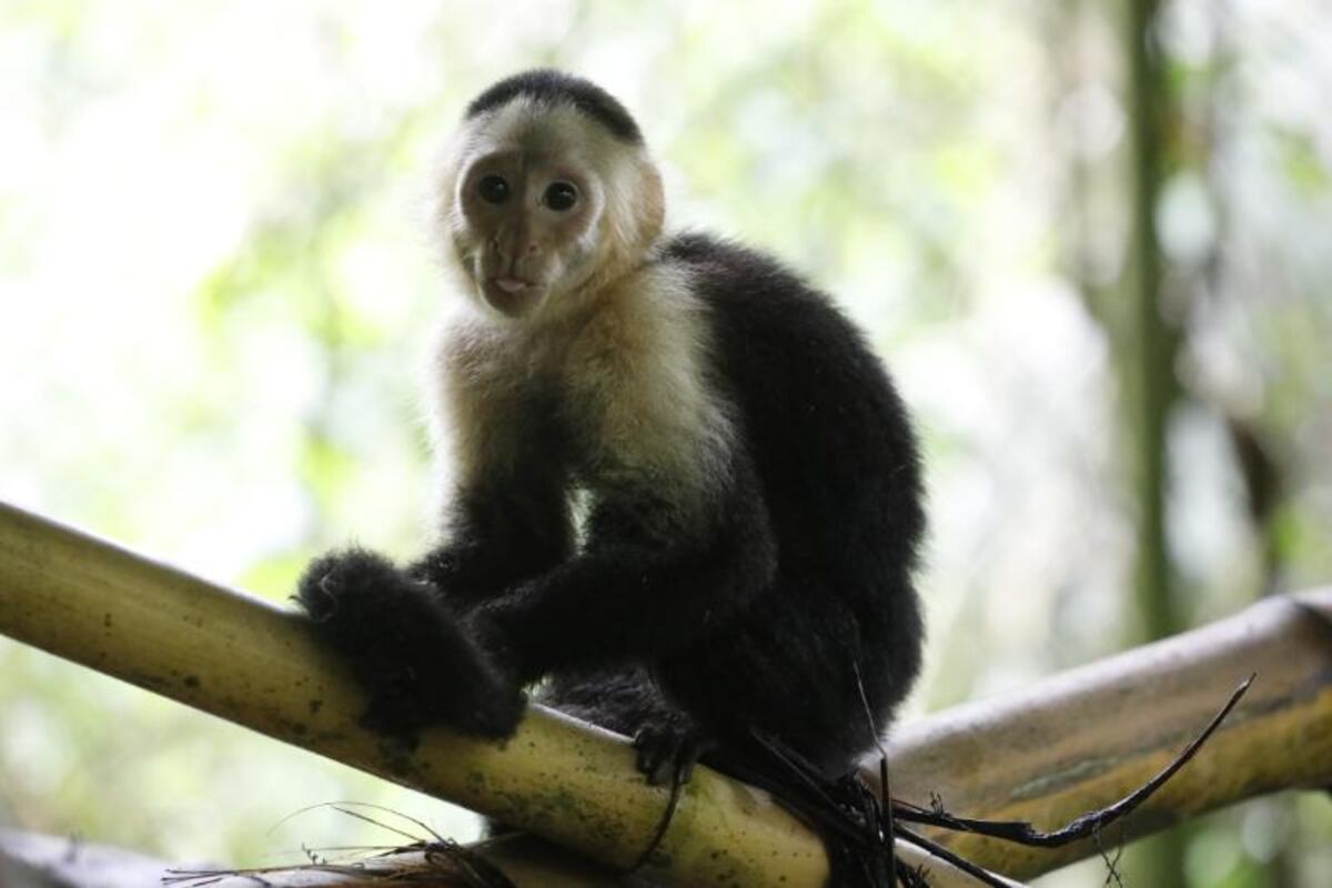 Rescatan a un mono cariblanco que estaba en cautiverio