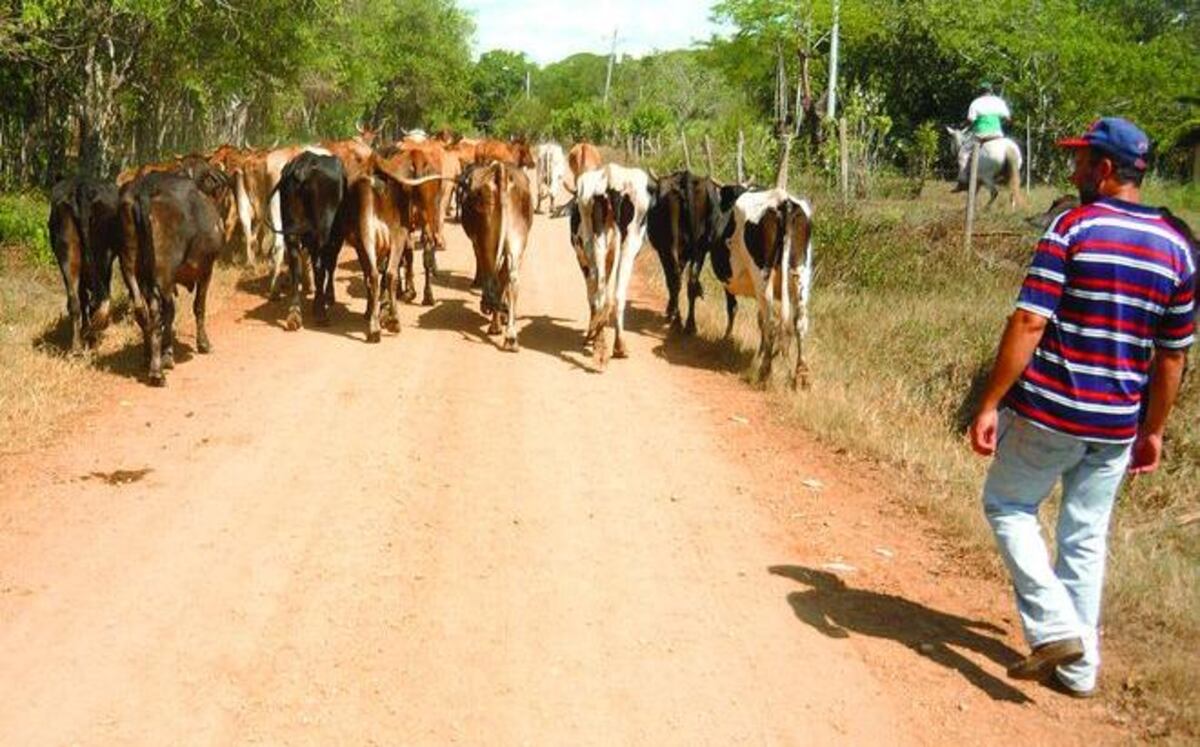 Los ganaderos santeños deben almacenar agua 