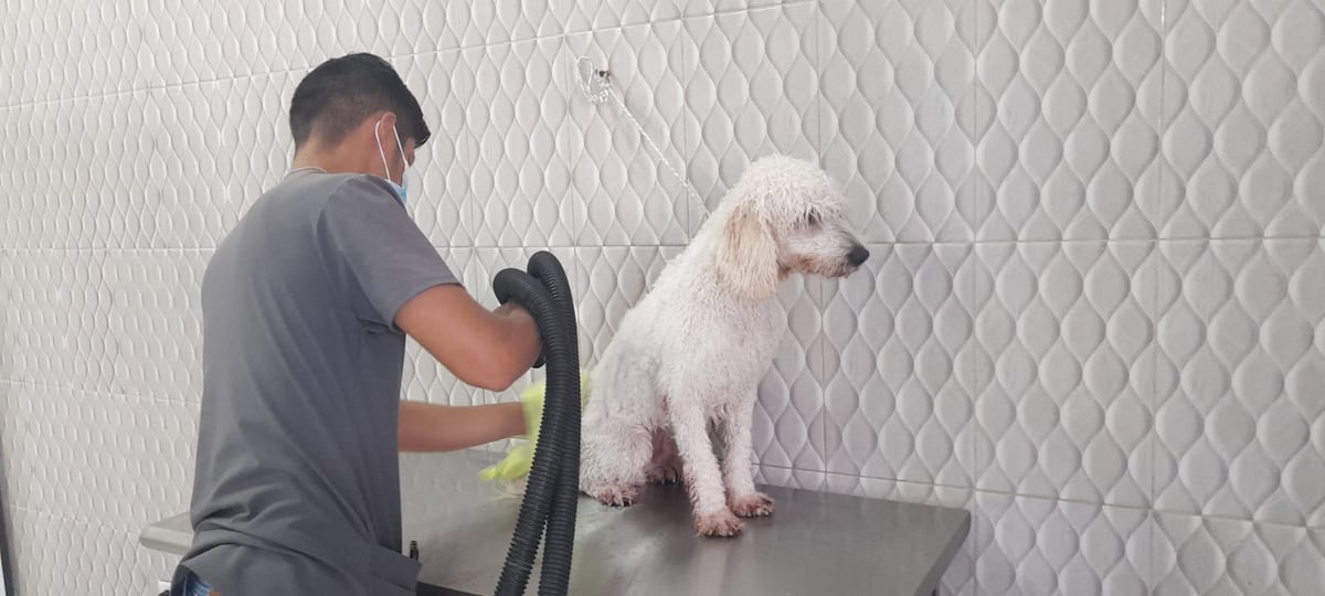 Cosas importantes que debes saber sobre el baño de tu amigo peludo