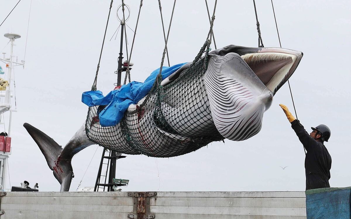 Japón vuelve oficialmente a la caza de ballenas después de 30 años de prohibición