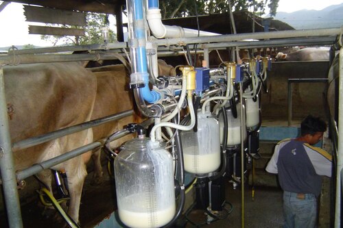 La leche es uno de los productos que más ha aumentado en la canasta básica