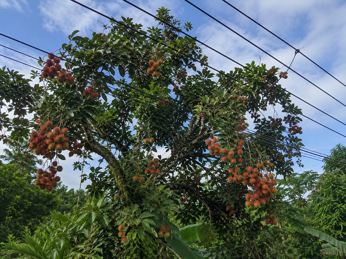 Murió mientras cosechaba mamones: una descarga eléctrica lo hizo caer del árbol en Chiriquí
