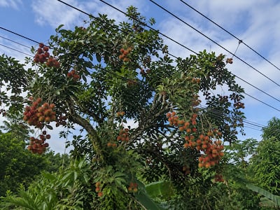 Murió mientras cosechaba mamones: una descarga eléctrica lo hizo caer del árbol en Chiriquí
