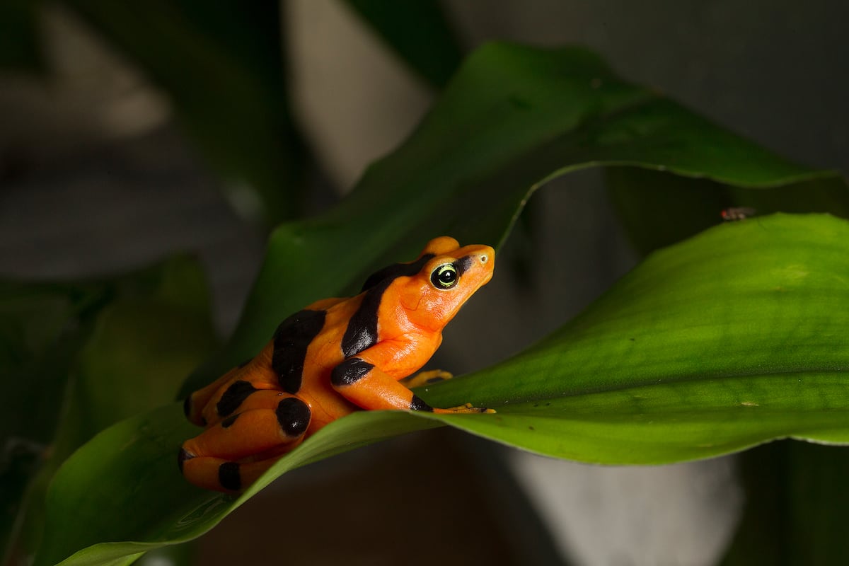 Vandalismo en El Valle mata a más de 150 renacuajos de rana dorada