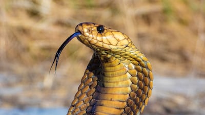 Turista alemán muere tras mordedura de cobra en espectáculo en Egipto