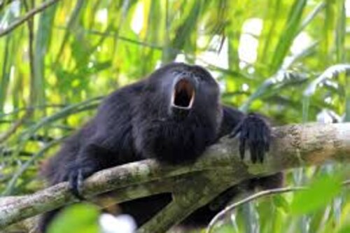 Ola de calor acaba con la vida de 157 monos aulladores en México