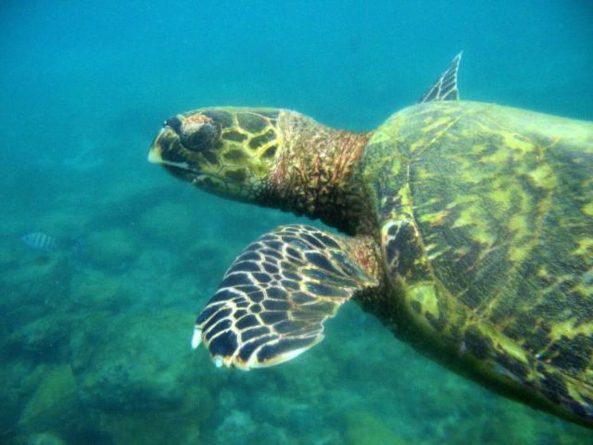 Cuidado. Consumir huevos de tortuga baula, las cuales  anidan en las playas de Bocas del Toro, podría ser perjudicial para la salud