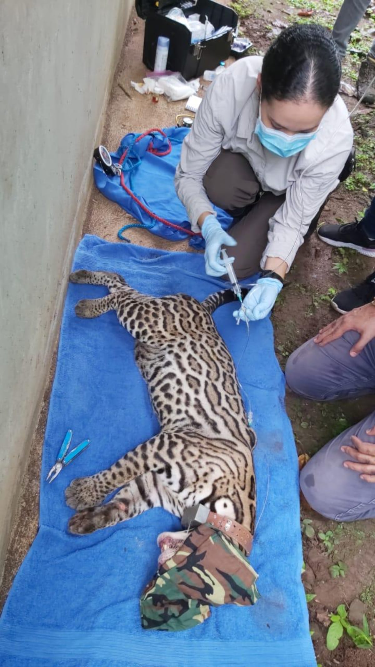 Gato de casa. En San Miguelito, un ‘manigordo’ bajaba todas las tardes a comerse las gallinas y mascotas de los vecinos hasta que lo pillaron +Fotos 