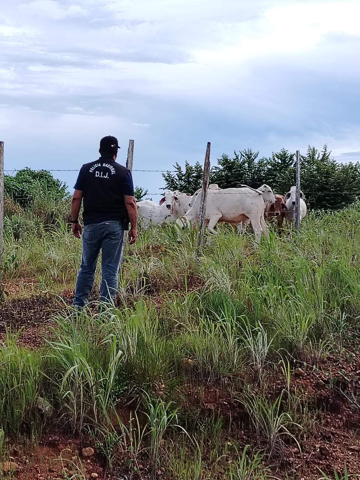 Se robó las vacas y cayó en la trampa: Fiscalía logra detención por hurto pecuario