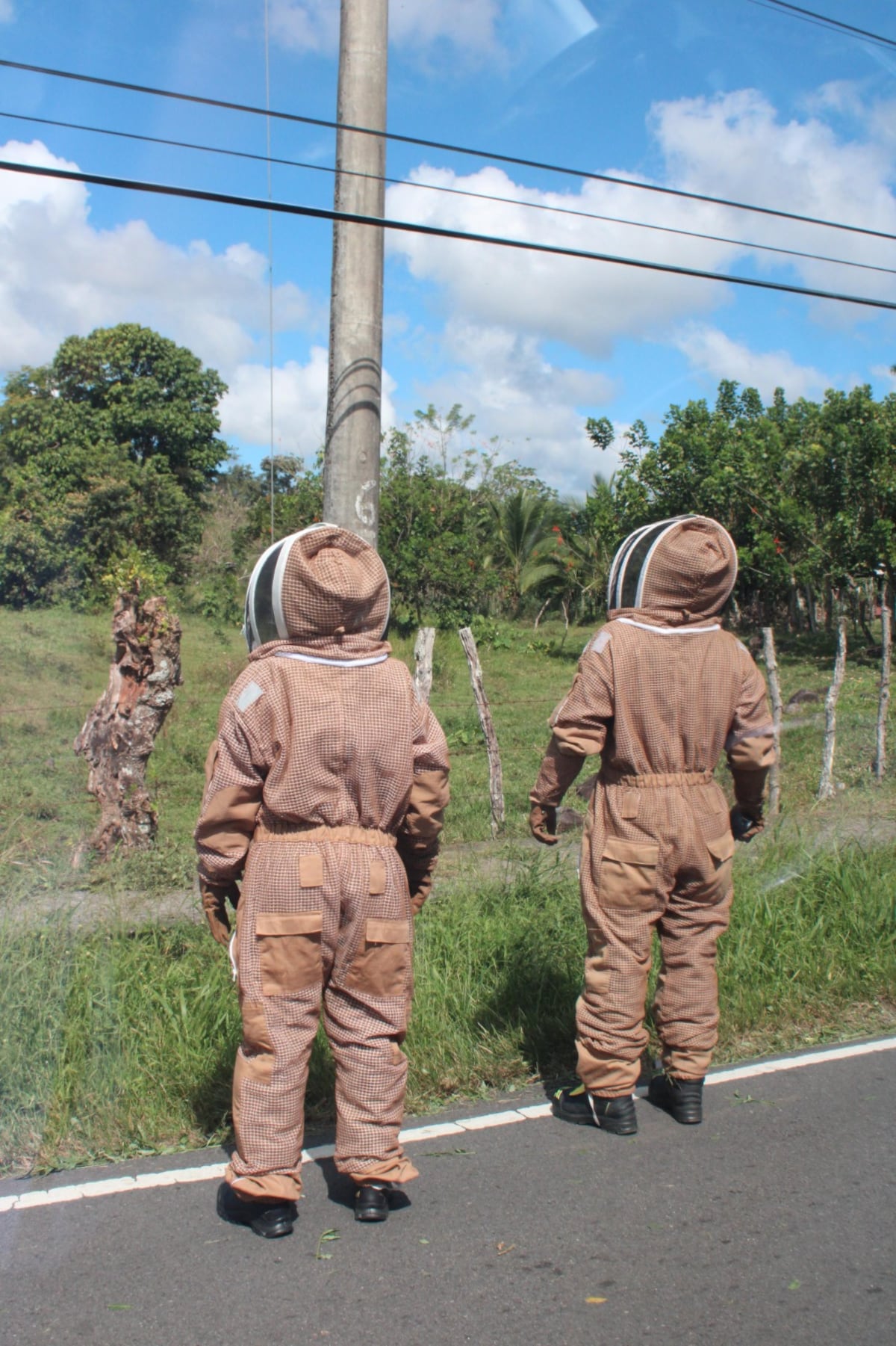 Abejas ponen a correr a los bomberos: ya van mil 820 casos