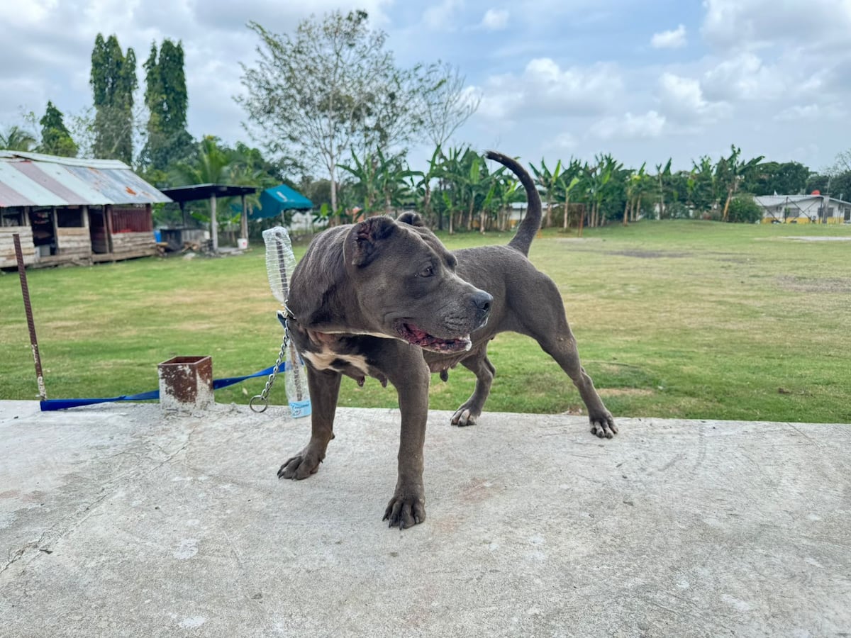 De guardiana forzada a perrita en busca de amor: La historia de Dala Blue