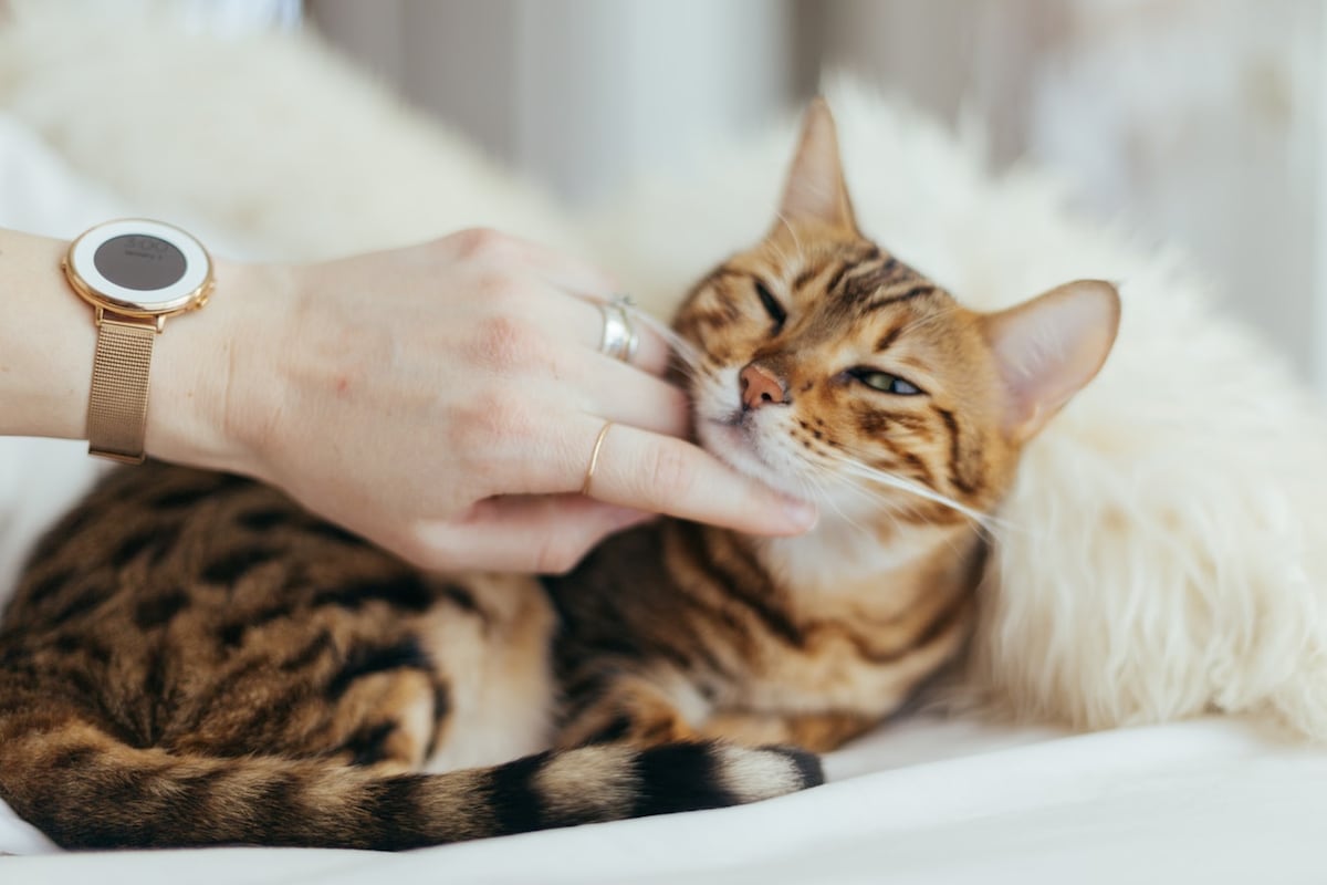 Dos gatos domésticos dan positivo a Covid-19 en Nueva York