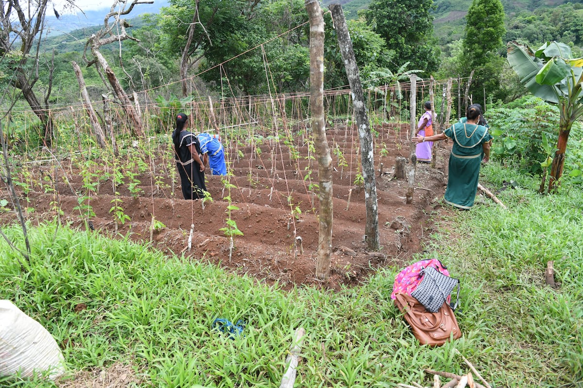 Empoderadas. Mujeres de la Comarca Ngäbe Buglé se unen para cultivar sus tierras