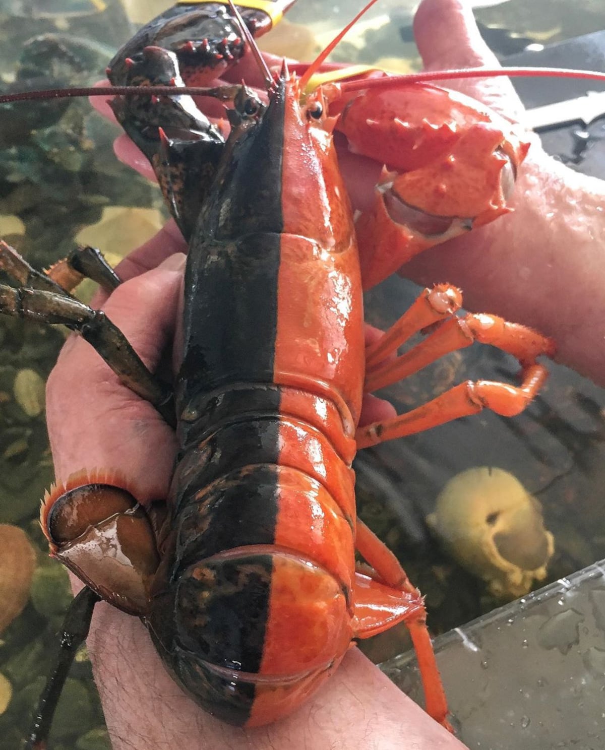 Encuentran una rara langosta bicolor en Estados Unidos +Fotos