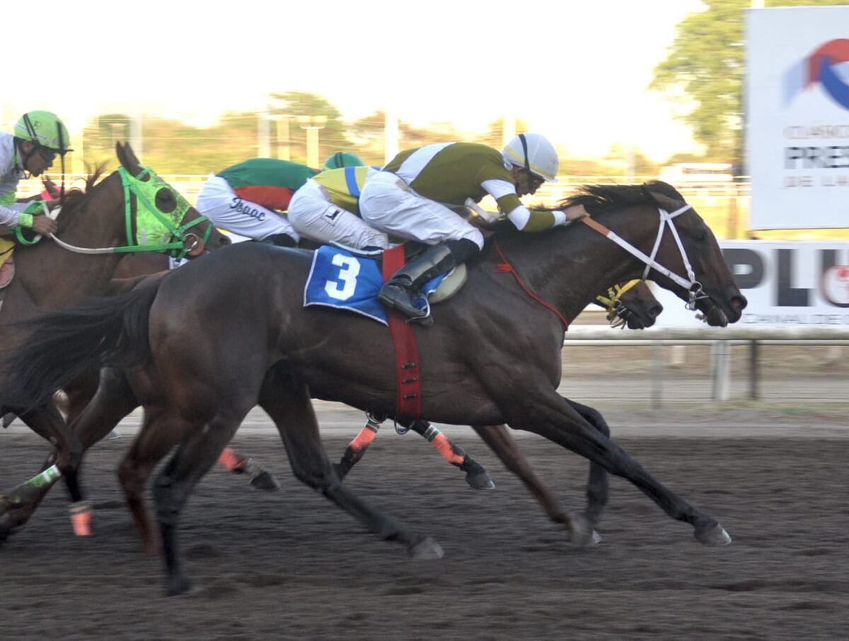 Te diremos los caballos que podrían ganar las carreras este sábado. Chequee aquí aprontes, pronósticos y gane