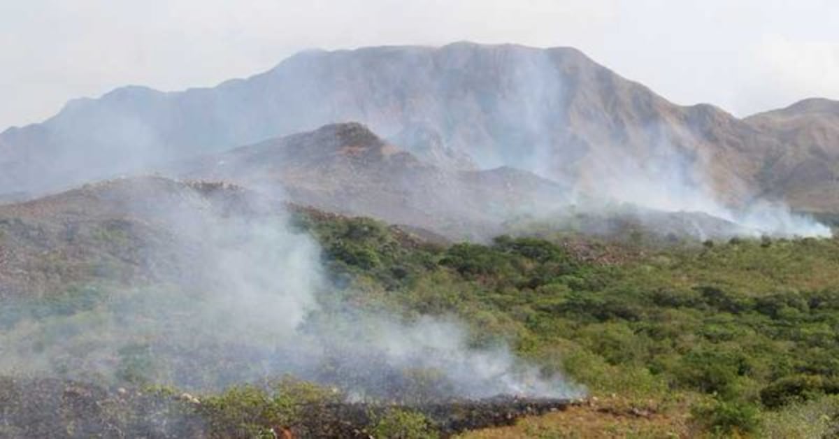 ¡Qué triste! Animales salvajes sufren quemados por incendios en Panamá