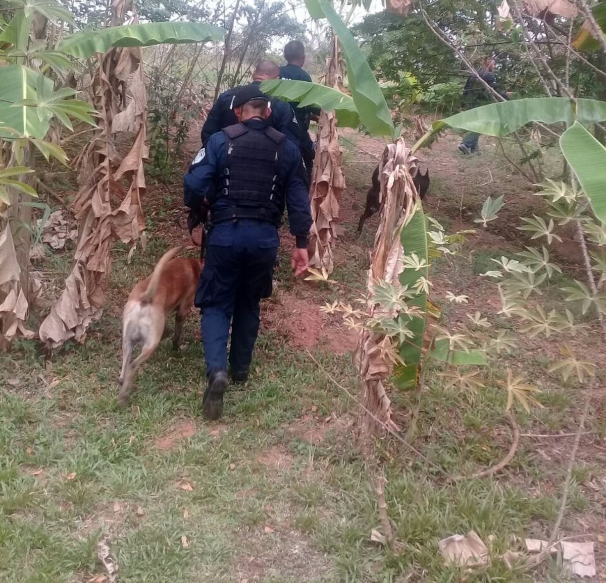 ¡Incautan droga en San Fernando! Unos 36 paquetes se confiscaron en el área