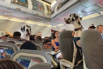 ¡Horus, el Gran Danés que viaja como un pasajero más! El perro gigante que se robó el show en un vuelo y dividió opiniones en redes