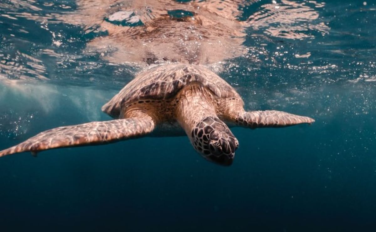 Panamá cuenta con nueva ley que protege a las tortugas marinas