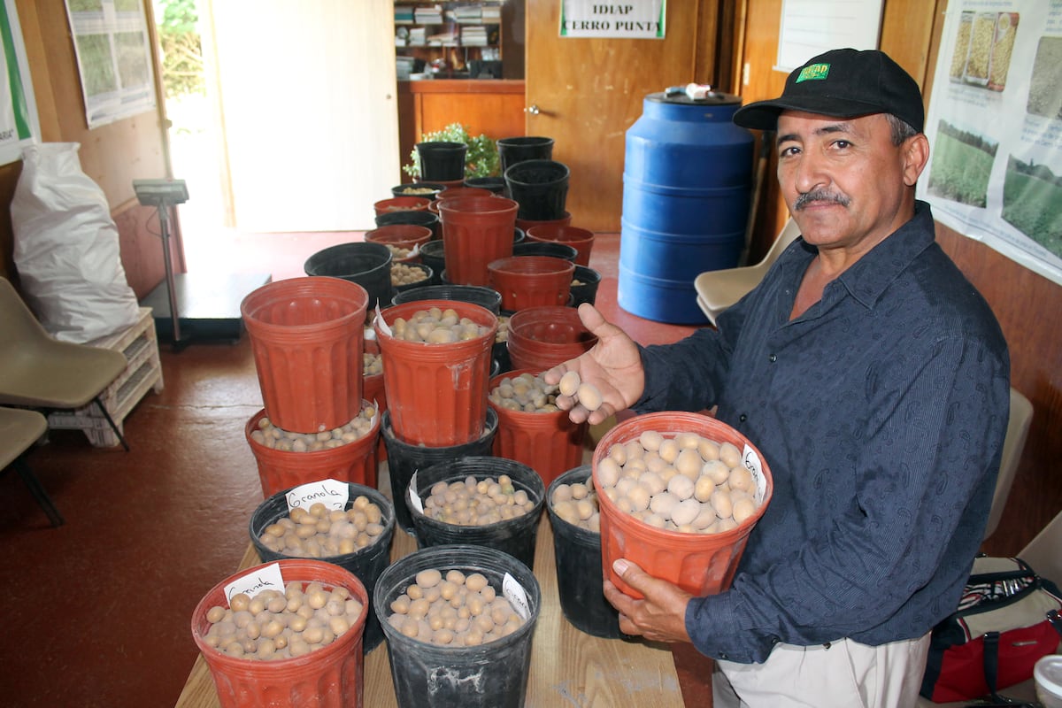 Mi Agro. Hay suficientes semillas. El Idiap garantiza el suministro para el 2020-2021