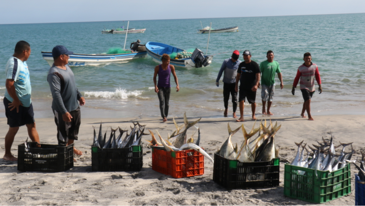 Pescadores invitan a aprovechar precios bajos en el mercado de Antón pese a la caída en ventas