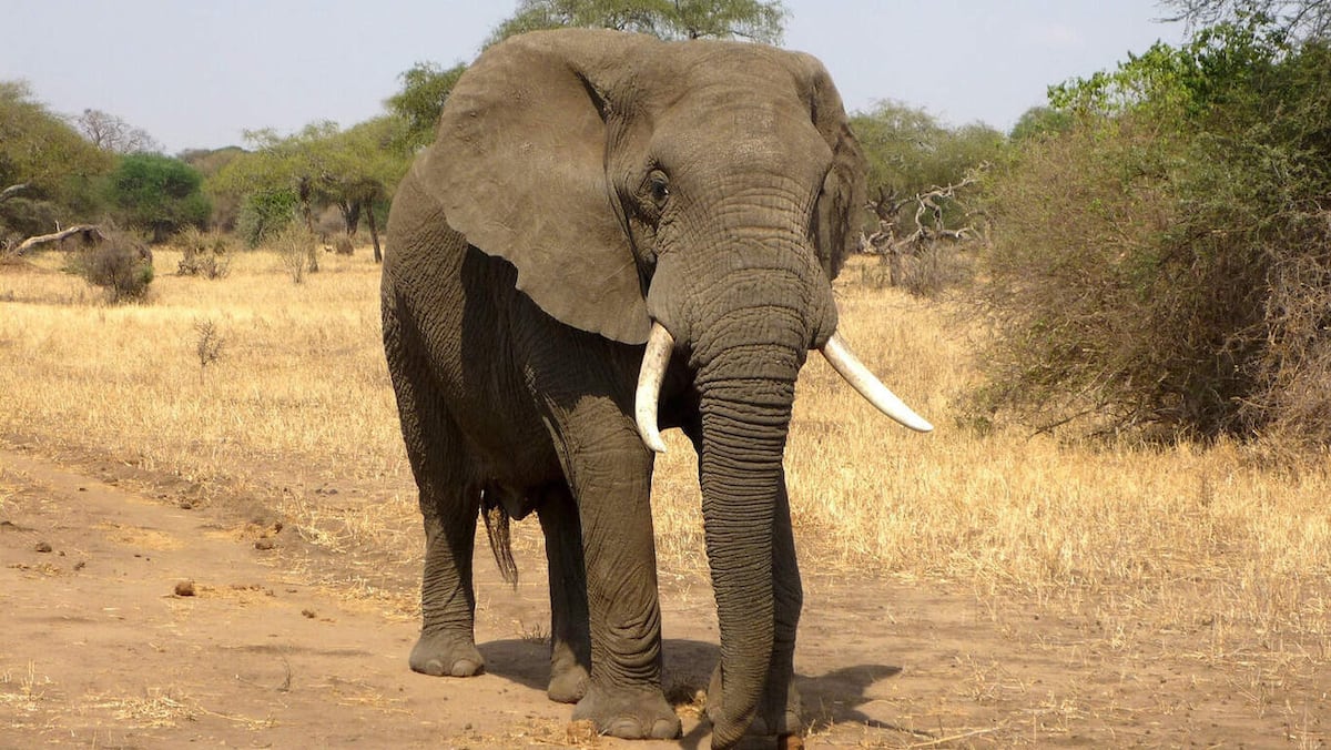 Muere turista española tras ser atacada por un elefante en Tailandia