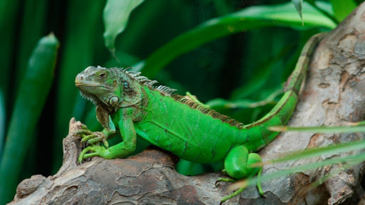 Taiwán planea sacrificar 120 mil iguanas verdes