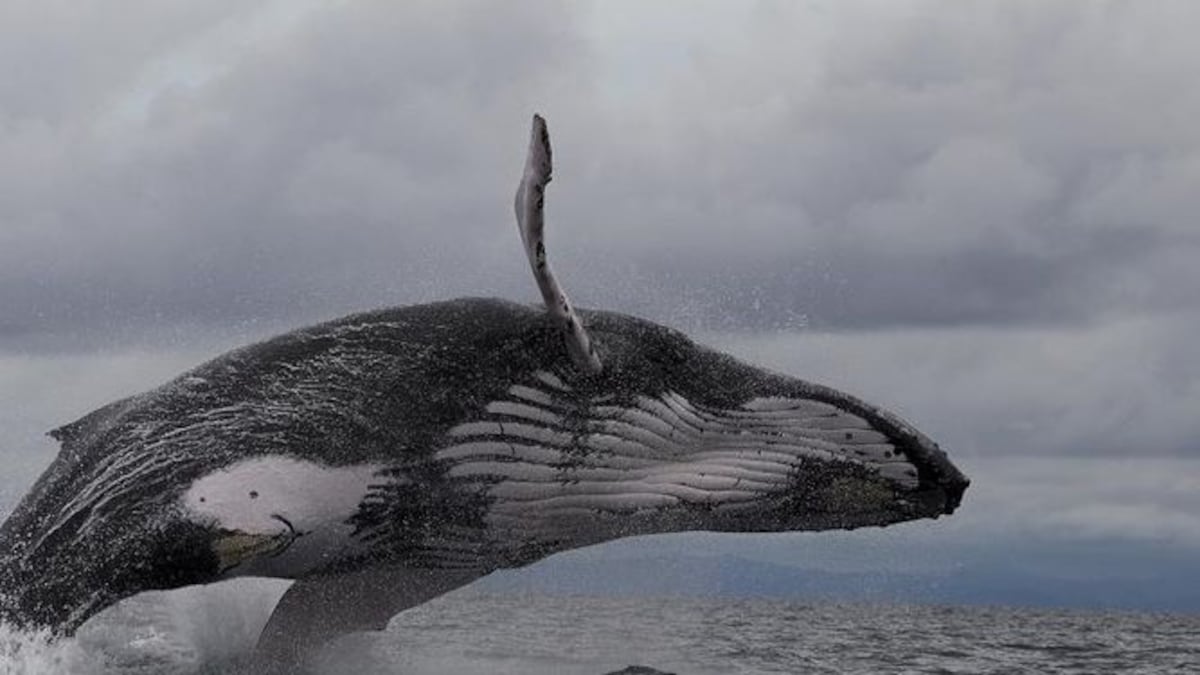 Ballena jorobada se traga a un joven en Chile