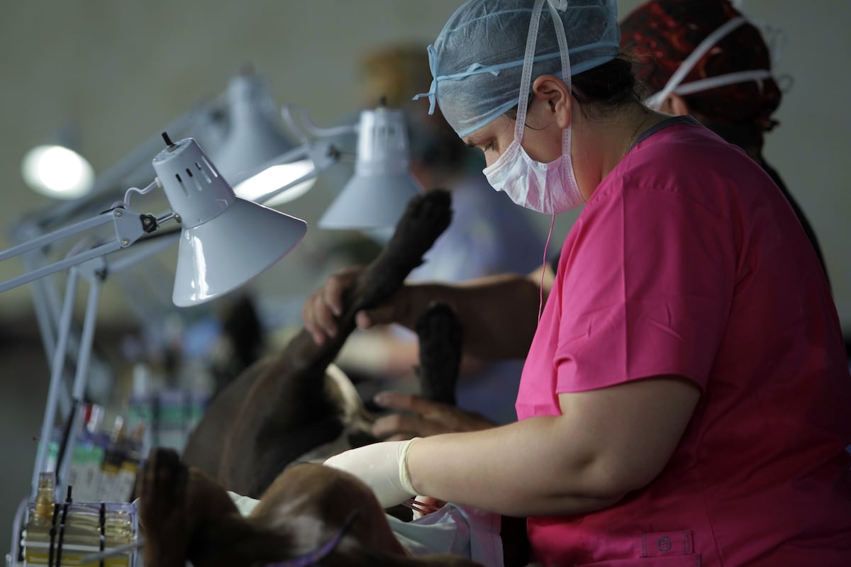 ¡Aproveche! Realizarán jornada de esterilización de perros y gatos en Pedregal  