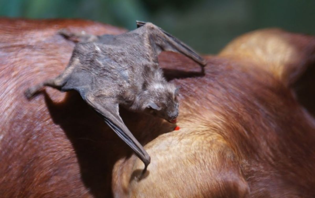 Vampiros atacan a familias gunas