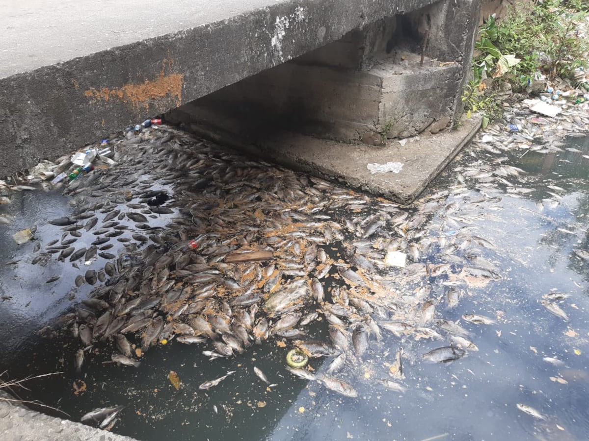 Quebrada en Pan de Azúcar quedó como un cementerio de peces