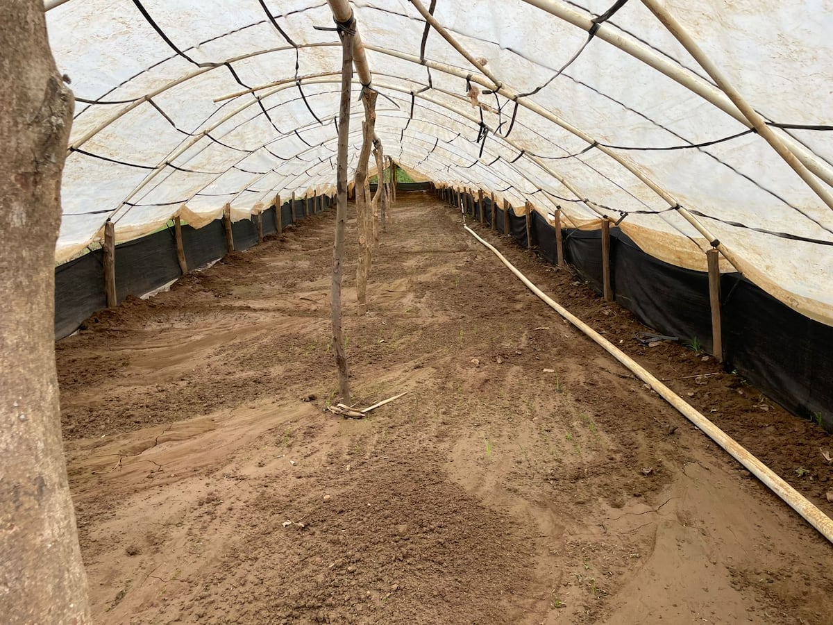 Lluvias causan estragos en semilleros de cebolla en Coclé