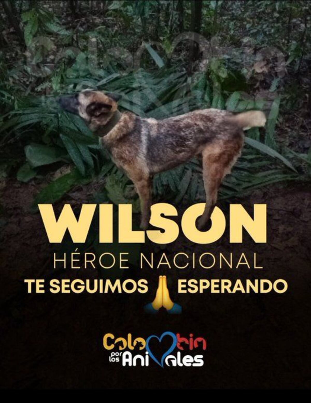 Encontraron a 4 niños, ahora buscan al perro rastreador Wilson, que se perdió mientras participaba en el operativo