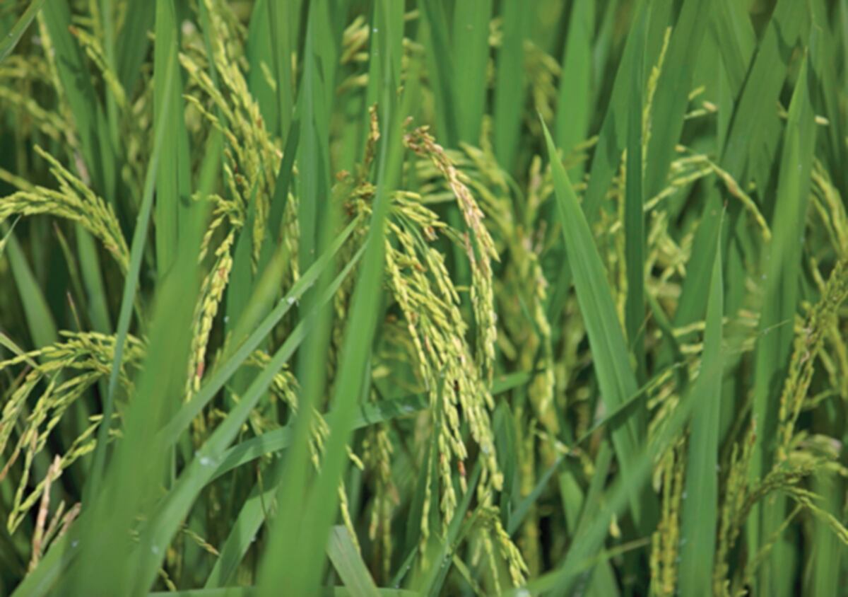 Productores de arroz garantizan el grano en los mercados, tras las afectaciones por el mal tiempo