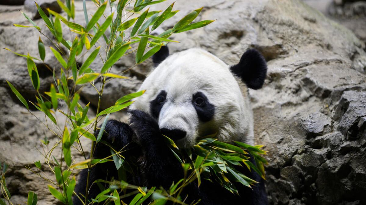 Bye bye Bei Bei: Washington dice adiós a su amado panda