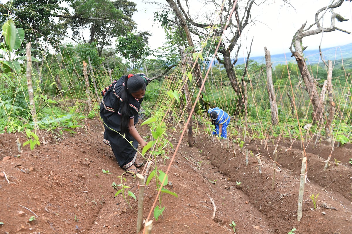 Empoderadas. Mujeres de la Comarca Ngäbe Buglé se unen para cultivar sus tierras