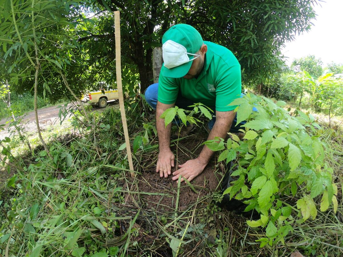 Promueven el día de la reforestación bajo medidas de bioseguridad en todo el país 