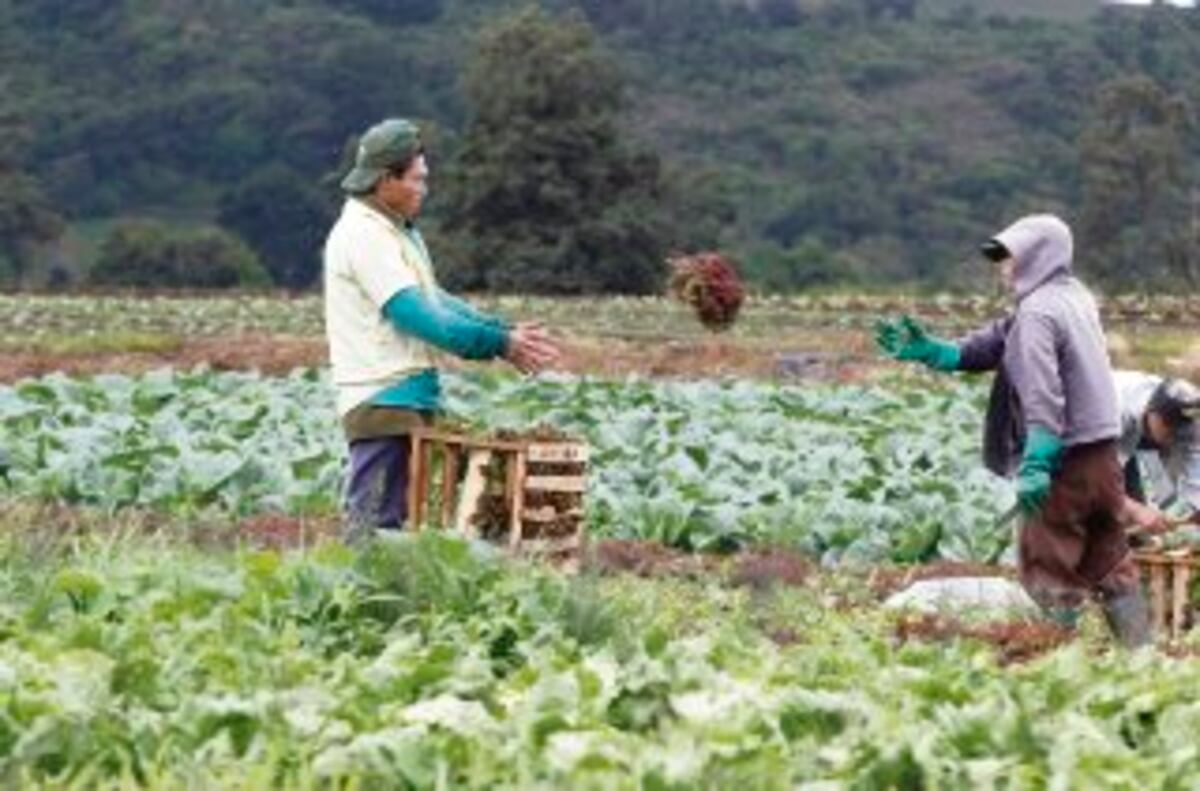 Podrían subir los precios de las hortalizas, tras las inundaciones en Tierras Altas