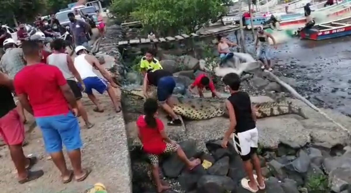 Cazan a lagarto. Lo atraparon en El Salado y se formó el revuelo. Video