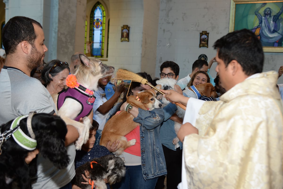 La denuncian por atacar a los perros con una pistola de pelex