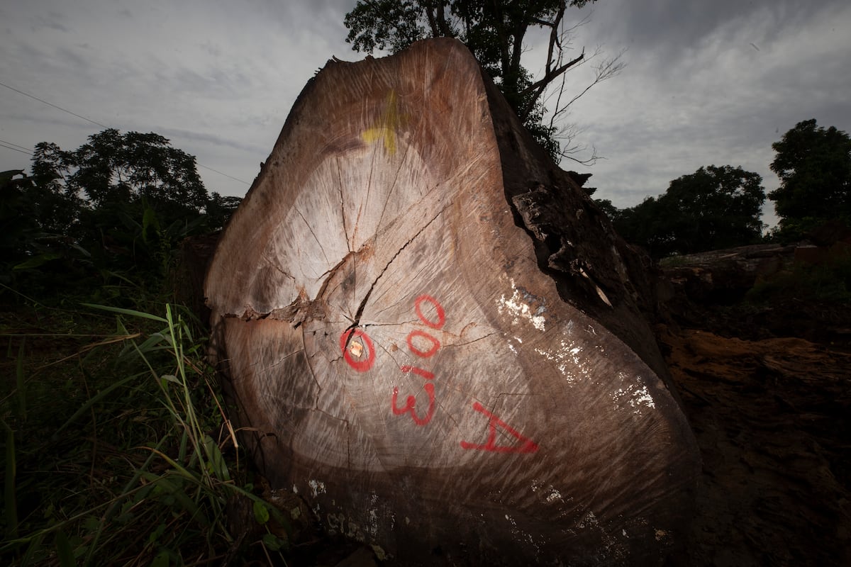 Alerta en Darién: En peligro los bosques por deforestación, tala ilegal y comercio de madera