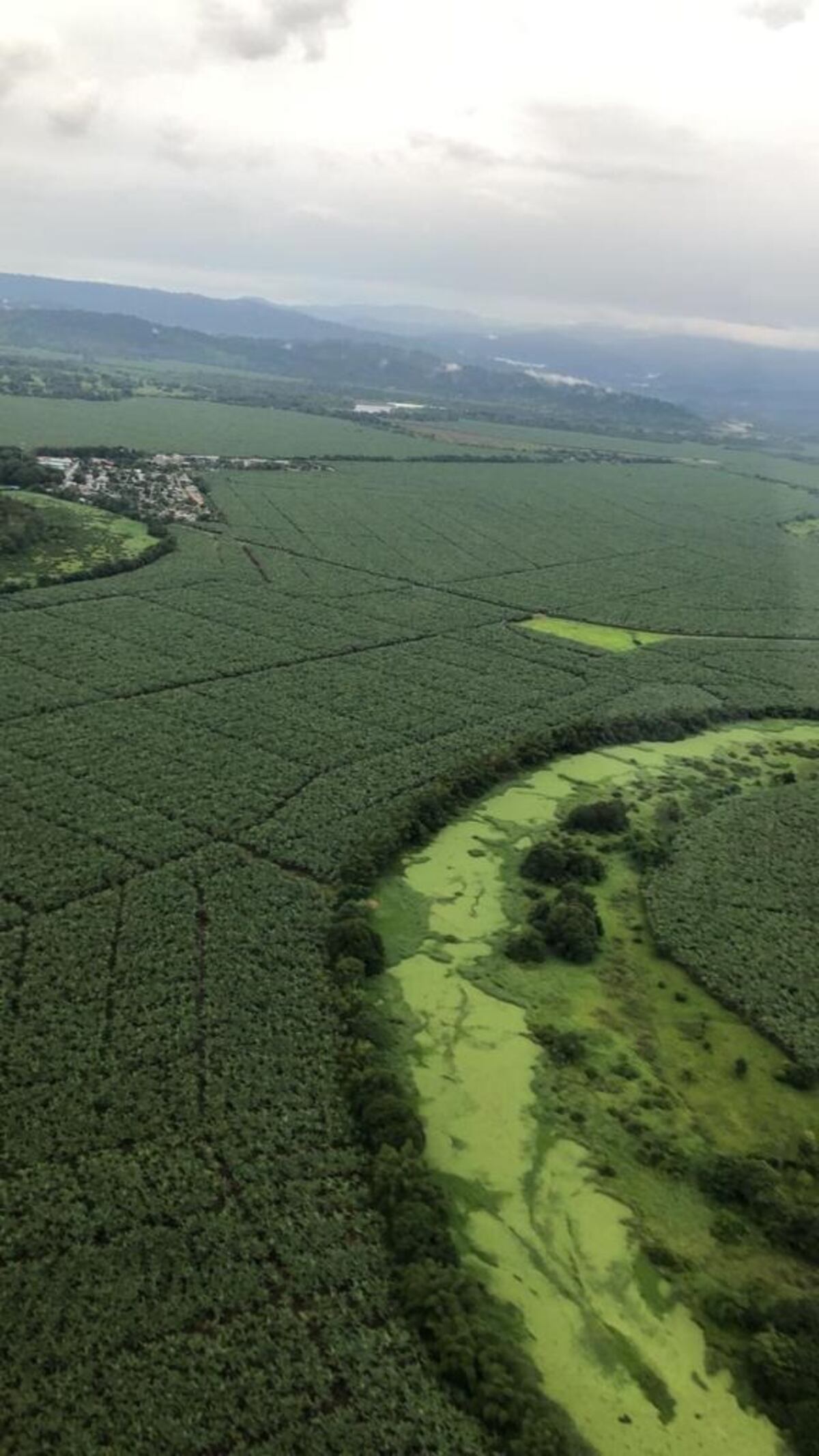 Mi Agro.La exportación de banano se mantiene en el país