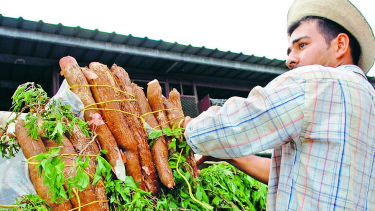 Buscan mercado para la yuca panameña 