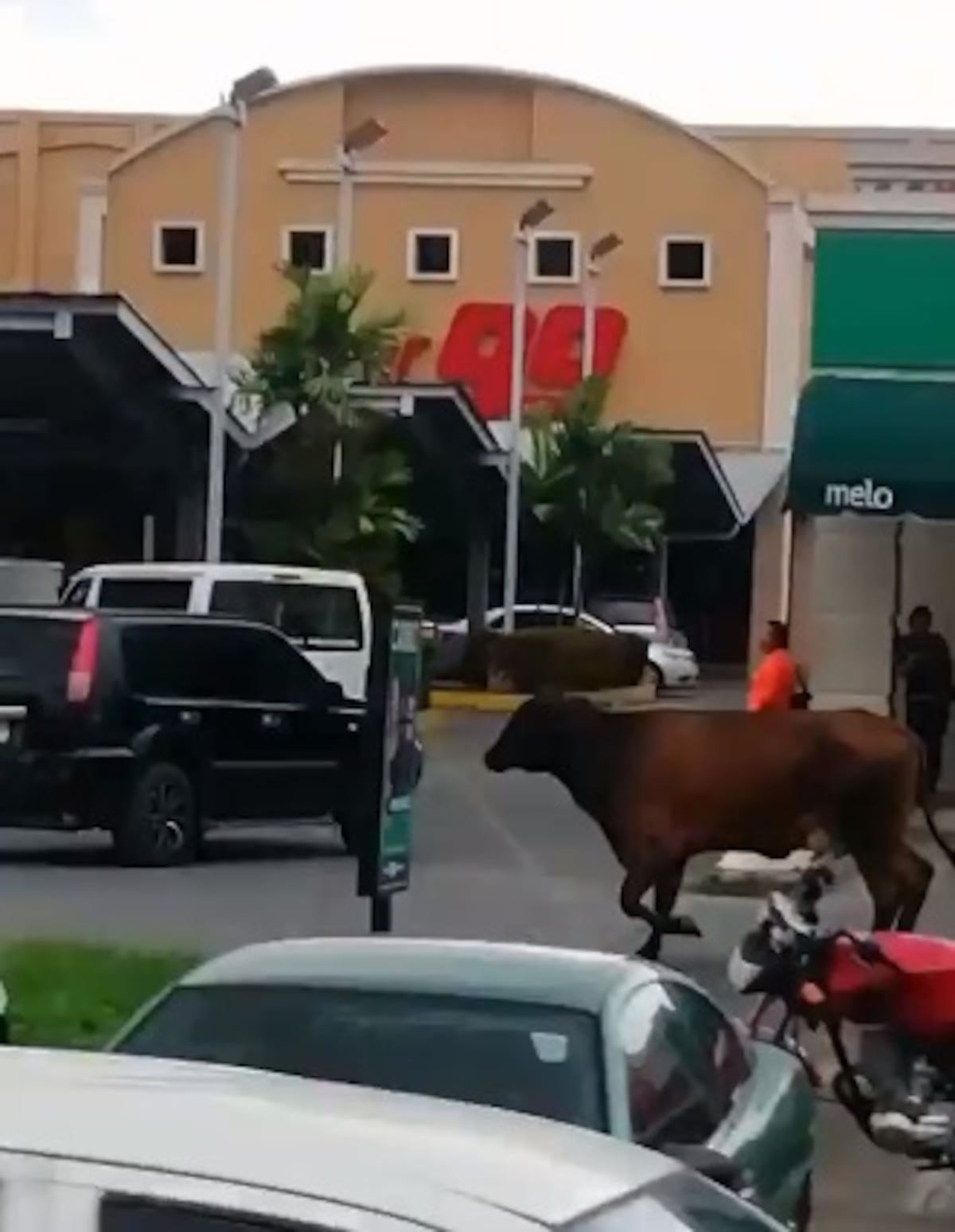 A correr se ha dicho. Vaca en soltura en pleno centro comercial. Video viral