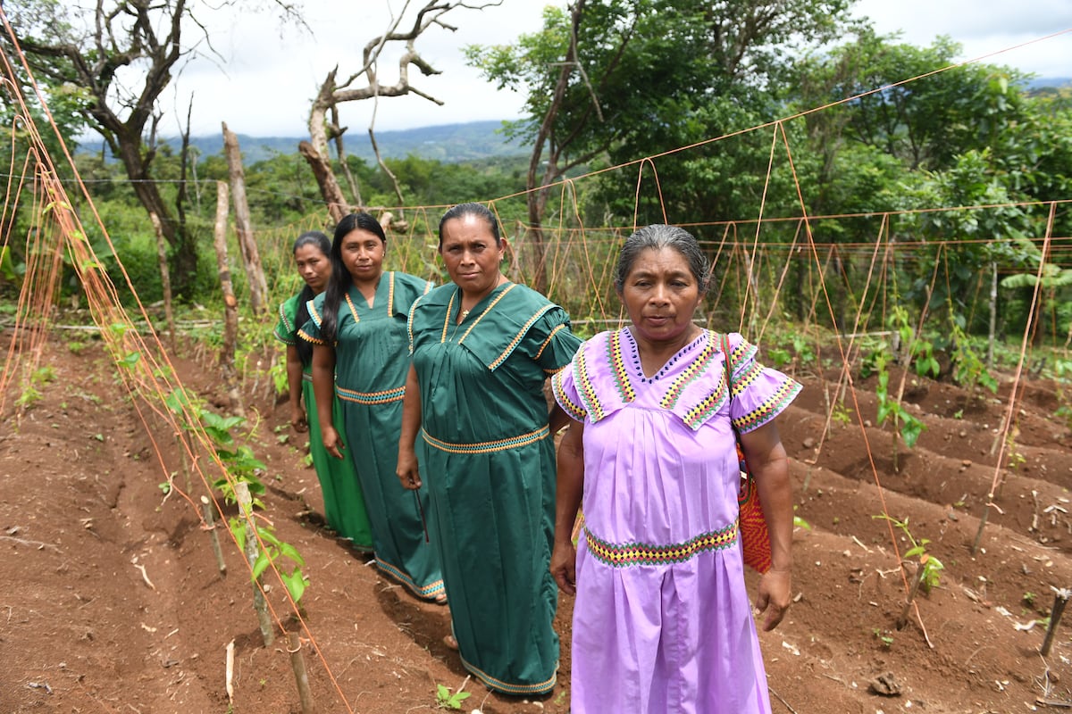 Mujeres laboriosas. En la comarca Ngäbe Buglé  cosechan varios rubros